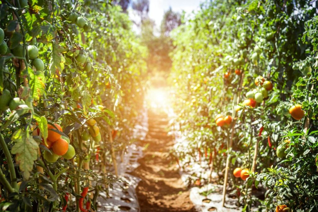 Harvesting fragile vegetables at optimum ripeness